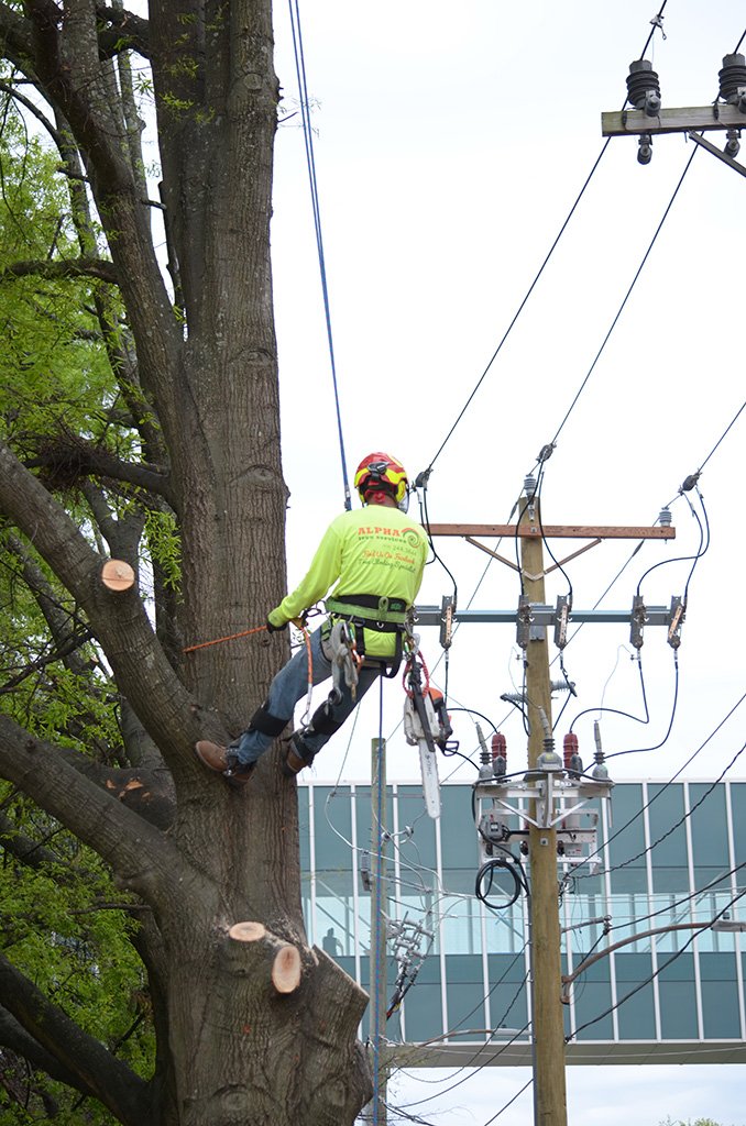 Tree Services
