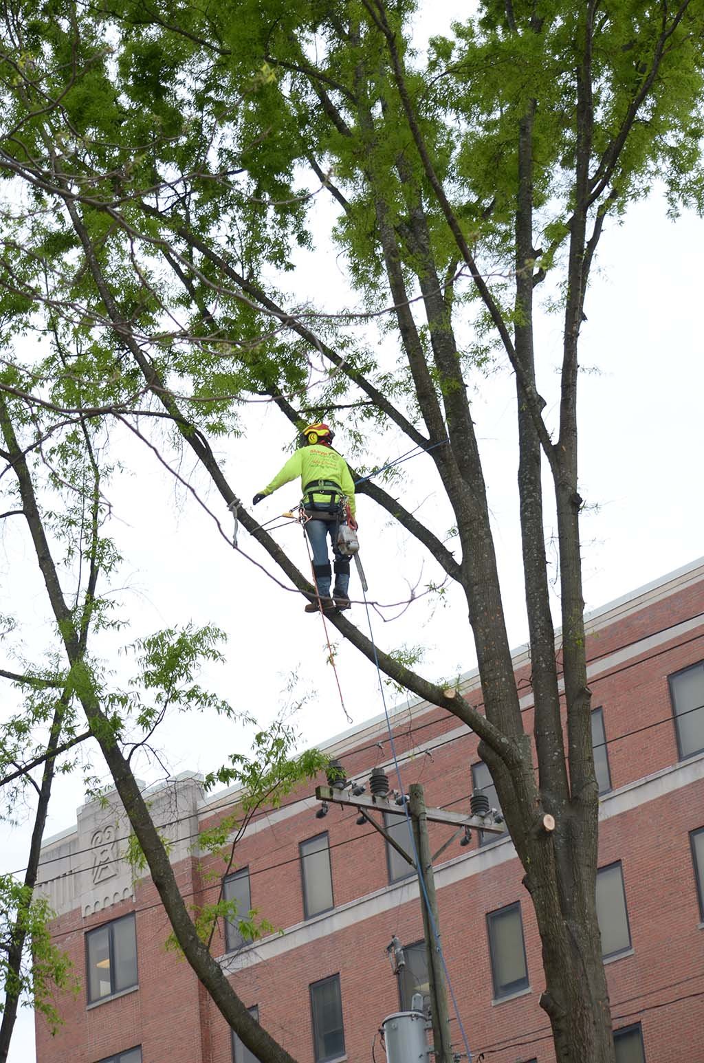 Tree Services