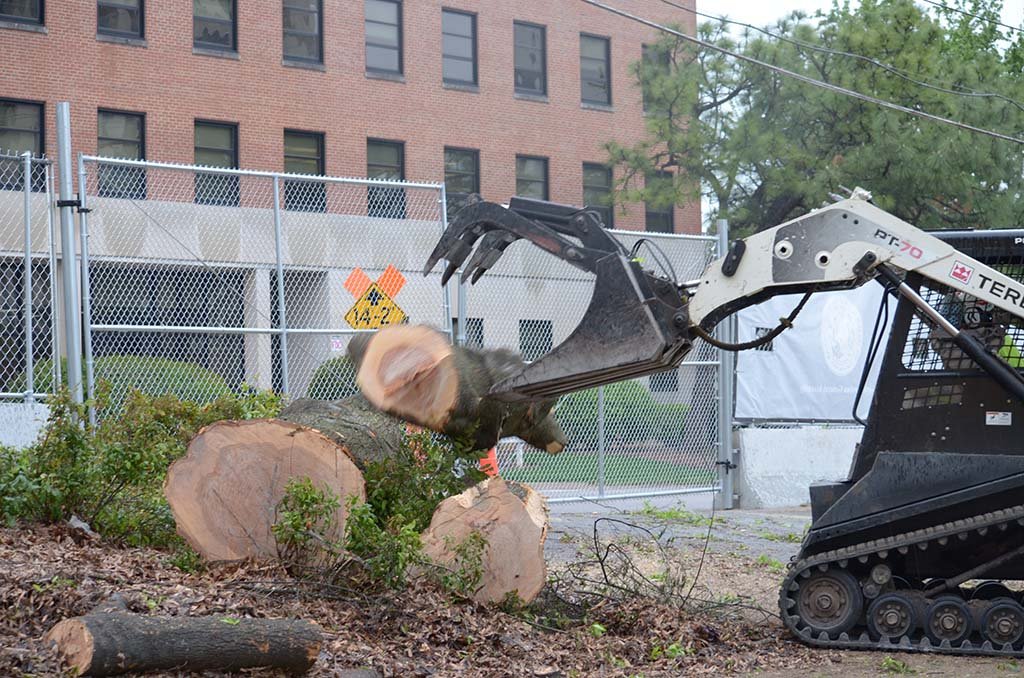 Tree Services