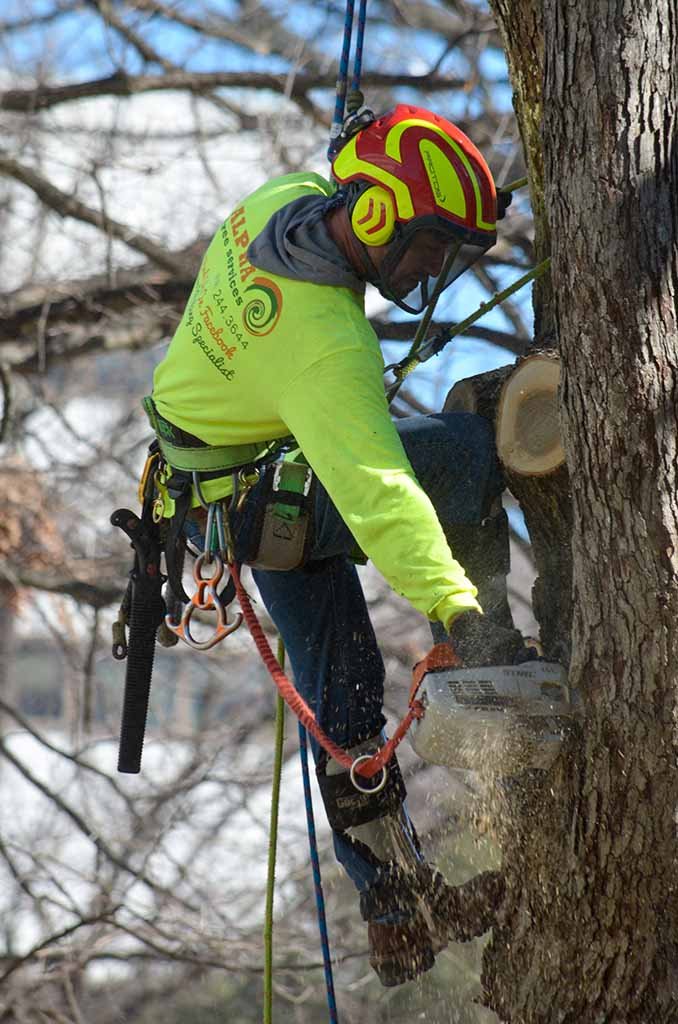 Tree Services