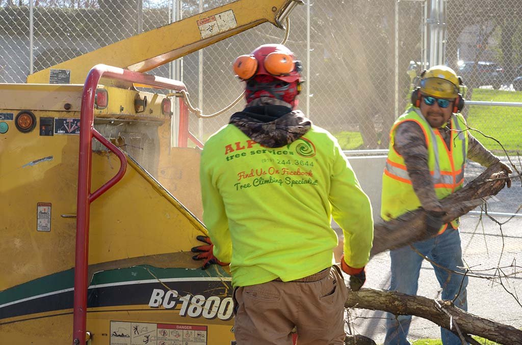 Tree Services