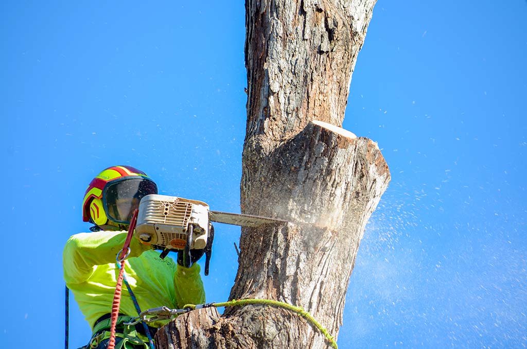 Tree Services