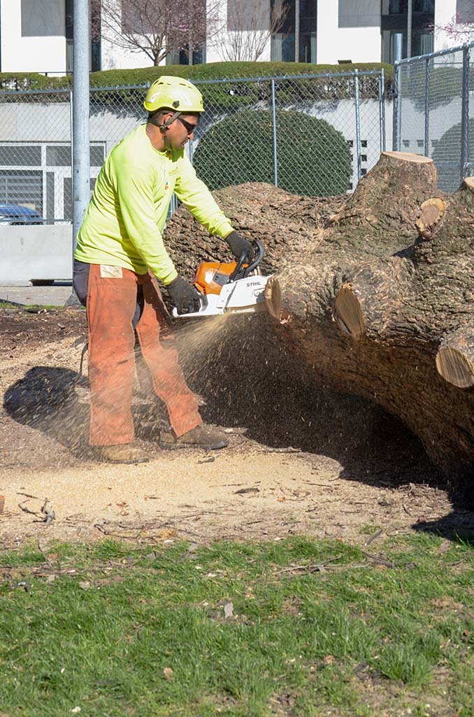 Tree Services