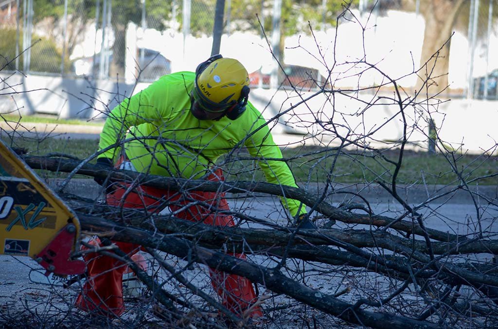 Tree Services