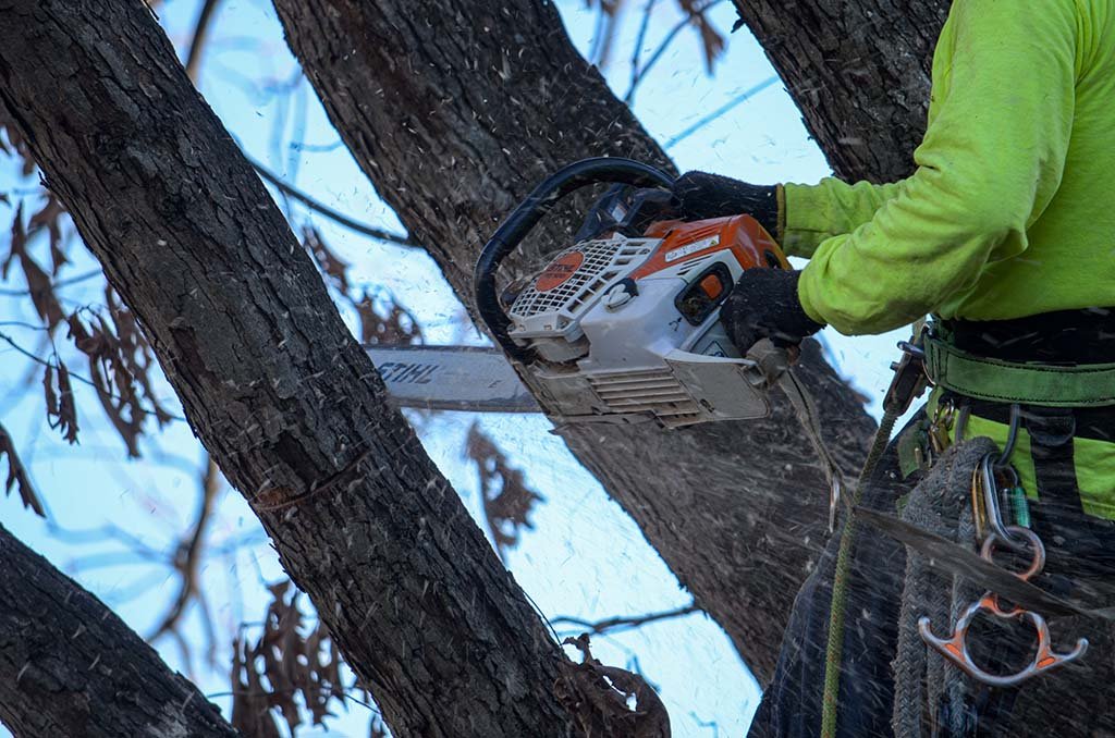 Tree Services