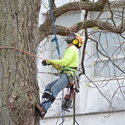 Alpha Tree Services arborist working in a tree