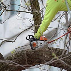 Chainsaw pruning a tree branch