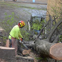 Tree removal work on a large fallen tree